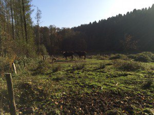 2015-10-31 MTBRB-Ausfahrt (2)